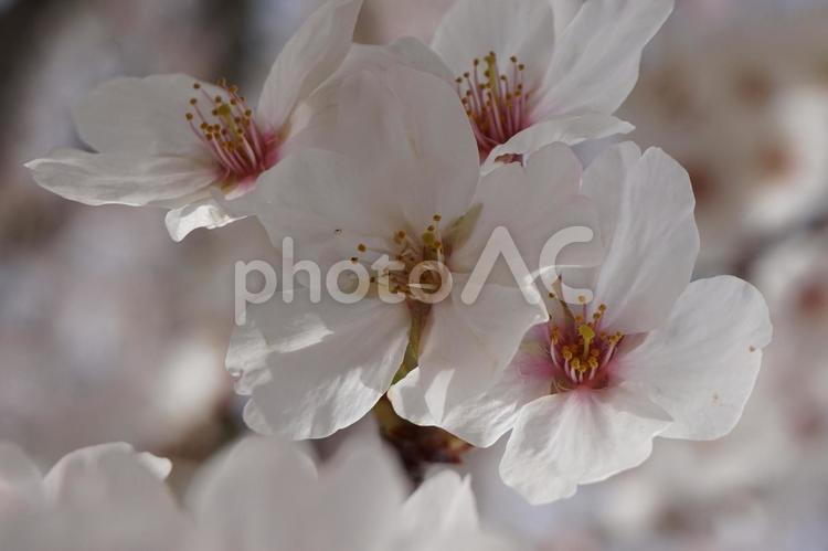 ももいろの景色 春,さくら,ピンクの写真素材