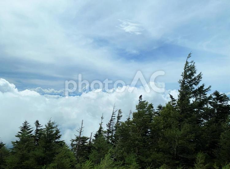 雲海と森 雲海,林,曇りの写真素材