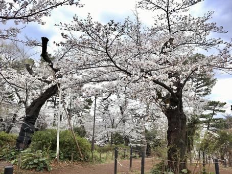 Cherry Blossom Viewing, JPG Cherry Blossom Viewing, JPG