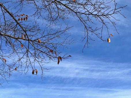 葉が落ちた木 枯れ枝,秋,里山の写真素材
