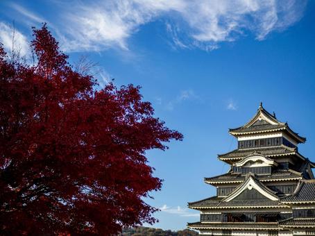 もみじの紅葉と松本城 松本城,秋,城の写真素材