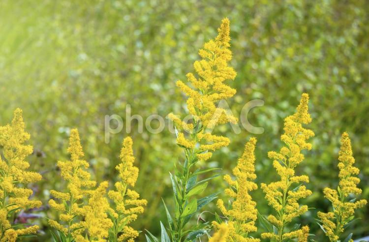 満開のセイタカアワダチソウの画像 セイタカアワダチソウ,秋,雑草の写真素材