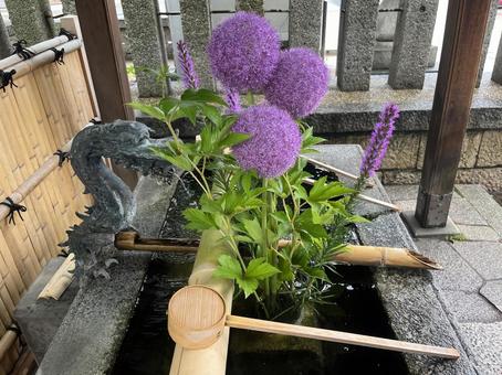 Allium gigantium, JPG Allium gigantium, JPG