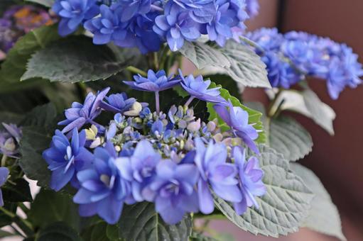 ベランダの紫陽花2 ベランダの紫陽花2の写真