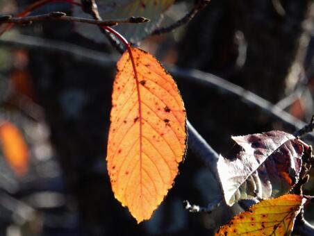 【風景写真】晩秋の風景 紅葉,葉っぱ,晩秋の写真素材