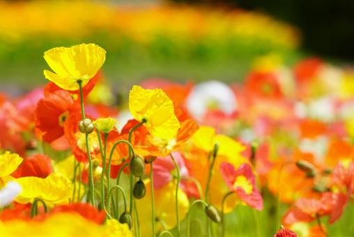 Yamaguchi Flower Land (Poppies), JPG Yamaguchi Flower Land (Poppies), JPG