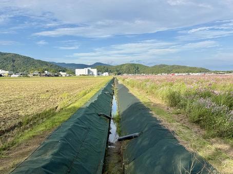 福井県 曇り空と宮ノ下コスモス公苑 福井県 曇り空と宮ノ下コスモス公苑 福井県,宮ノ下コスモス公苑,曇りの写真素材