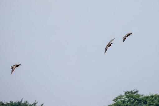 カルガモの飛翔⑵ カルガモの飛翔⑵の写真