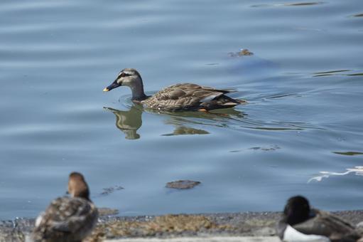 Swimming Spot-billed Duck, JPG Swimming Spot-billed Duck, JPG
