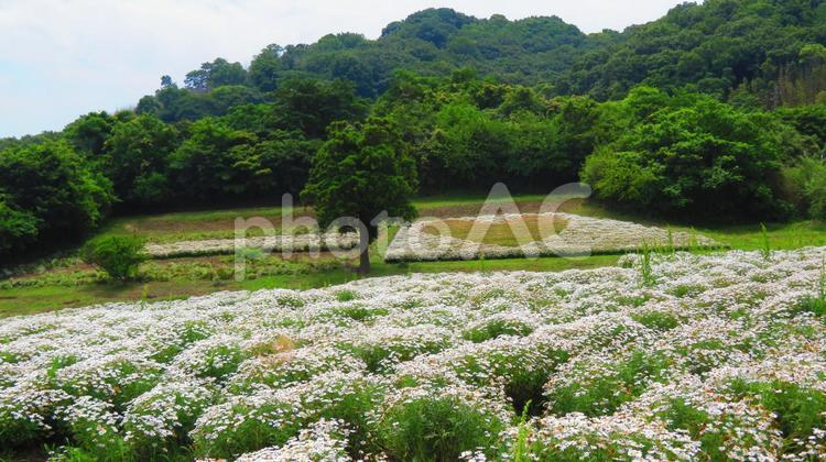 ６月上旬の三豊市詫間町のフラワーパーク 背景,フラワーパーク,三豊市の写真素材