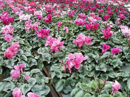 シクラメン Cyclamen シクラメン Cyclamenの写真