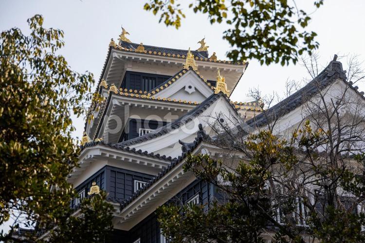 開祖宇喜多氏顕彰之碑から見上げた岡山城 開祖宇喜多氏顕彰之碑,岡山城,烏城の写真素材