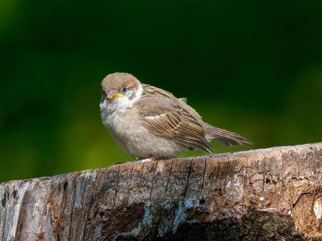 切り株にとまるスズメ 切り株にとまるスズメ スズメ,雀,鳥の写真素材