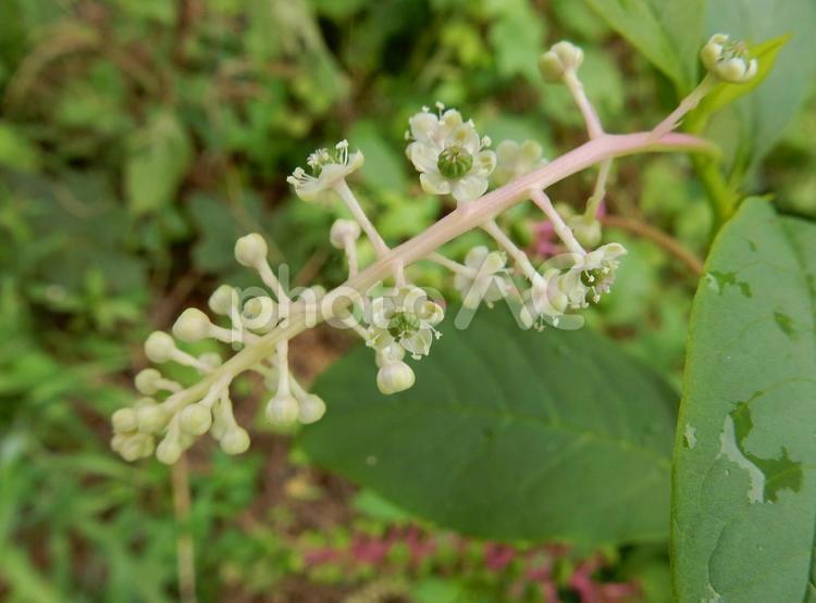 【植物写真】ヨウシュヤマゴボウ ヨウシュヤマゴボウ,洋種山牛蒡,植物の写真素材