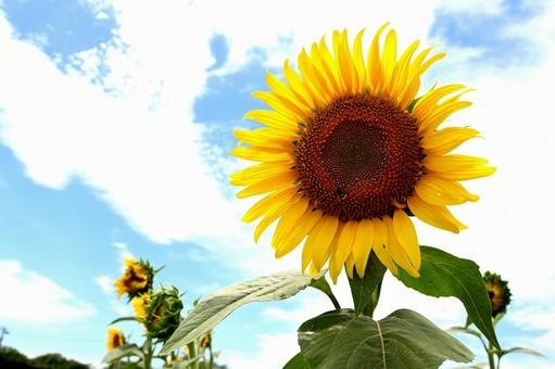 ひまわり畑４ ひまわり,向日葵,ひまわり畑の写真素材