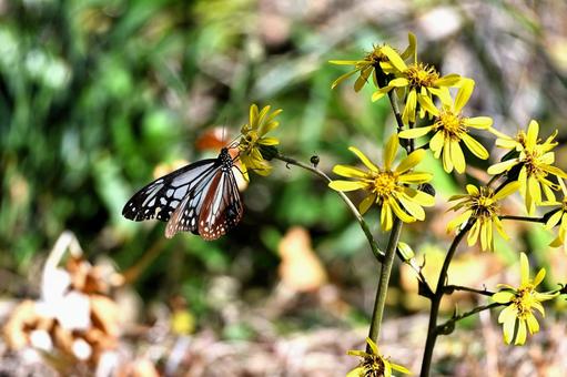 アサギマダラ アサギマダラ,蝶,生き物の写真素材