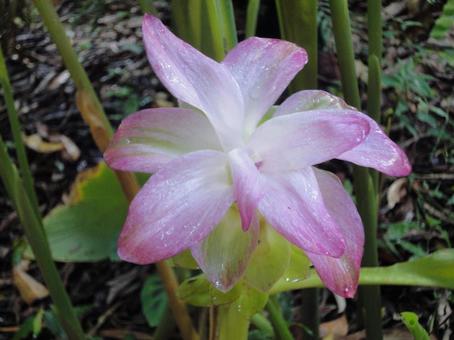 ピンク　花の写真