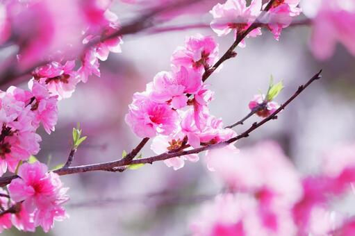 Beautiful peach blossoms in spring, JPG Beautiful peach blossoms in spring, JPG