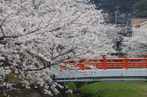 貫南公園 貫南公園 春,北九州,福岡県の写真素材