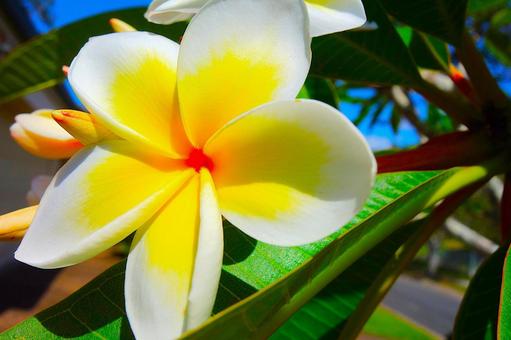 プルメリア 23 フランジパニ,プルメリア,夏の写真素材