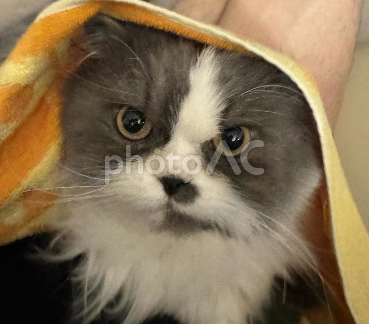 ちょっとタオル載せてみました 猫,ねこ,catの写真素材