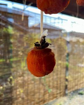 干し柿 干し柿,柿,柿色の写真素材