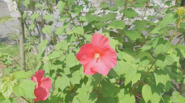 ハイビスカス？①の写真