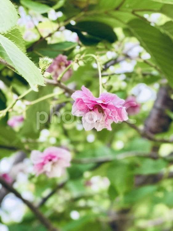 咲き終わりの桜 桜,花,最後の写真素材
