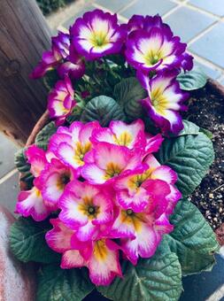 花 花の写真