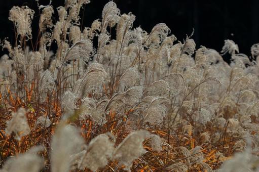 ススキの集合写真-2の写真