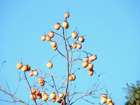 【風景写真】柿の実 柿,カキ,葉の写真素材