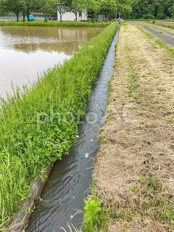 畦道と用水路 農業,稲作,近代的の写真素材