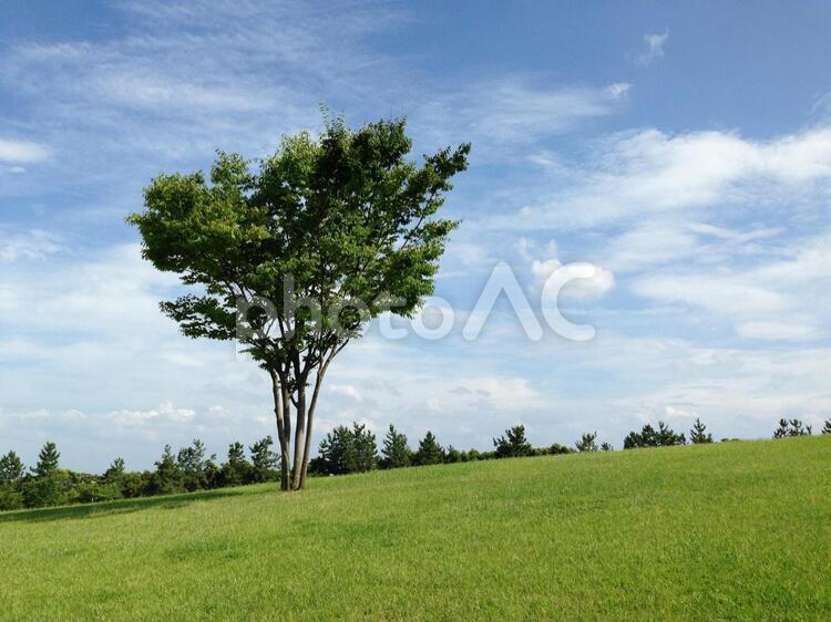 草原と聖なる木 自然,草,風景の写真素材