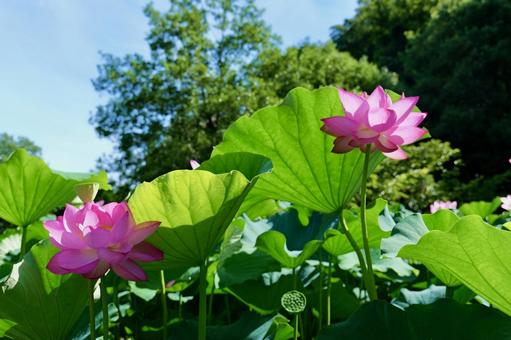 町田薬師池公園の大賀ハス 町田薬師池公園の大賀ハスの写真
