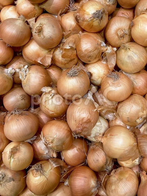 野菜・タマネギ タマネギ,玉ねぎ,玉葱の写真素材