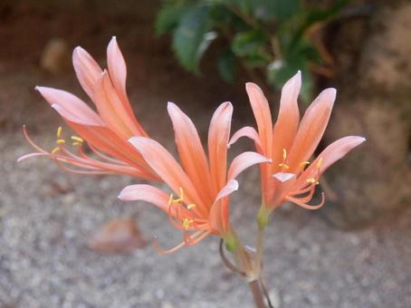 【花の写真】庭に咲くキツネノカミソリ 【花の写真】庭に咲くキツネノカミソリの写真