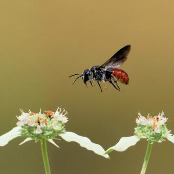 ハラアカヤドリハキリバチ ハラアカヤドリハキリバチの写真