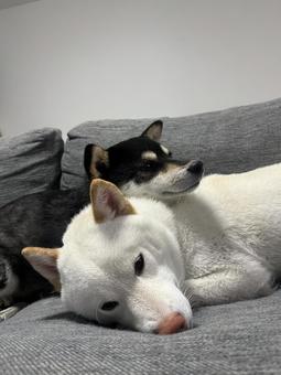仲良しわんこ 犬,黒柴,白柴の写真素材
