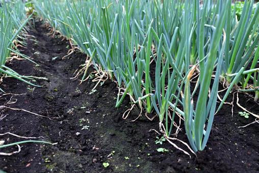 ネギ畑 ネギ,畑,野菜の写真素材