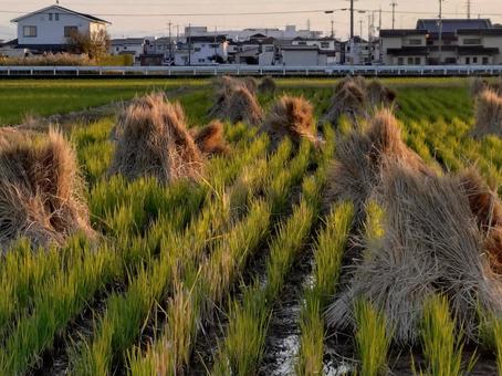 稲刈り後の田んぼの夕暮れ 稲架掛け,田んぼ,稲の写真素材