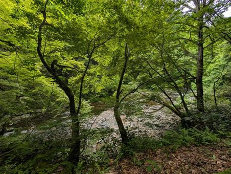 山間の 山間の 沢,川,山林の写真素材