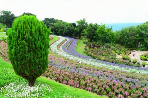 花畑 花畑の写真