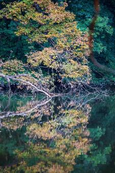 水面に映る紅葉 人物なし,黄色,湖の写真素材