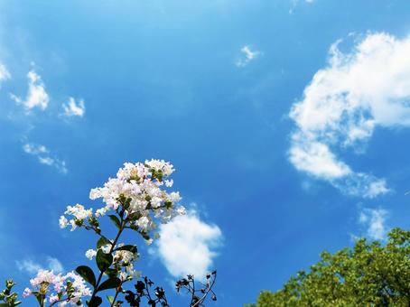 日を浴びるサルスベリの花と青空 日を浴びるサルスベリの花と青空の写真