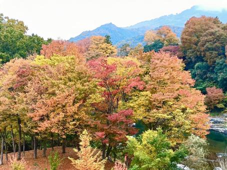 紅葉 秋,紅葉,季節の写真素材