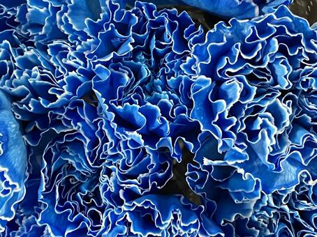 花（カーネーション） 花,アップ,植物の写真素材