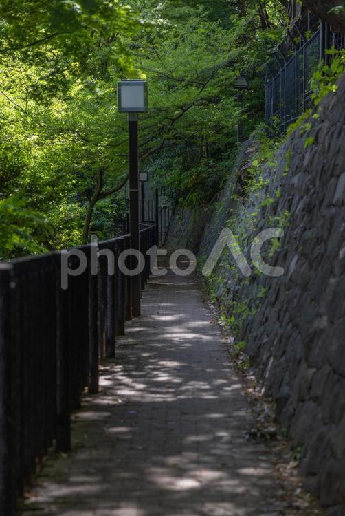 公園の中の小路 小路,小径,公園の写真素材