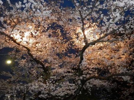 美しい夜桜 美しい夜桜 桜,夜桜,4月の写真素材