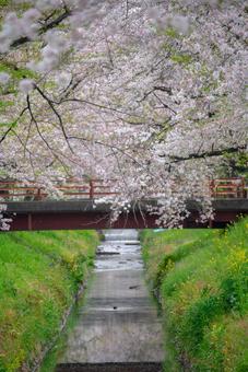 満開の桜が彩る春の小川 桜,さくら,満開の写真素材