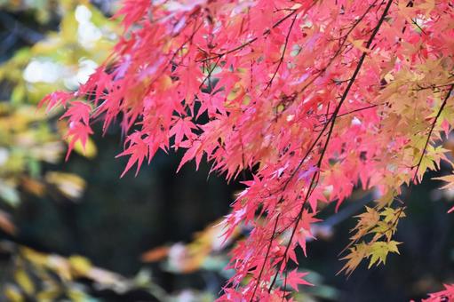紅葉 紅葉の写真